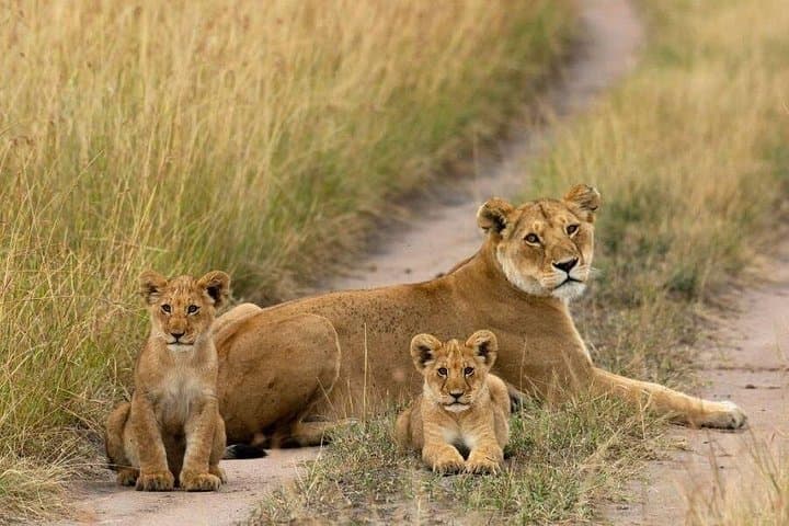 Explore Nairobi National Park: Half-Day 4x4 Safari Near Kenya’s Capital photo 3