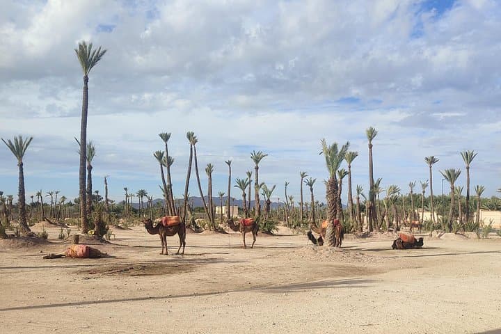 Sunset Camel Ride in Marrakech Palmeraie: Palm Grove Tour and Berber Tea photo 2