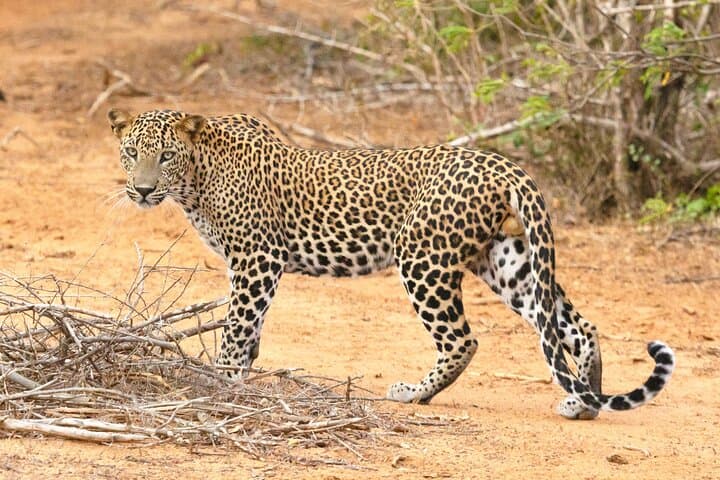 Yala Half-Day Safari from Hambantota Port — Spot Leopards & Elephants in Block I