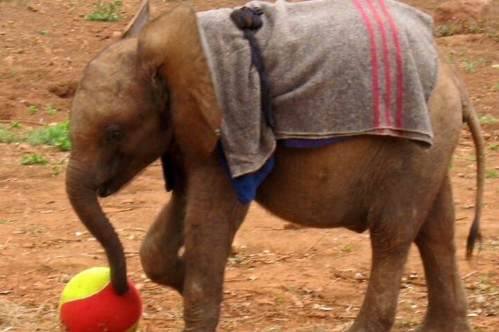 Visiting David Sheldrick Elephant Orphanage — Nairobi Half-Day Wildlife Experience photo 5