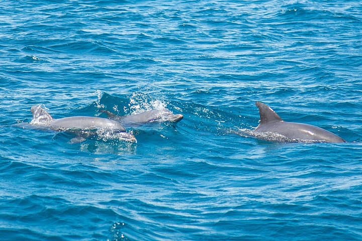 Bali Two-Day Dolphin Watching and Temple Tour — Lovina, Bedugul & Tanah Lot photo 1