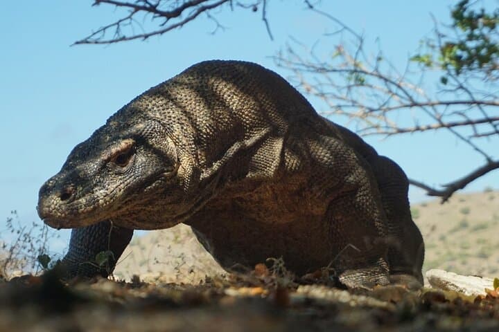 Komodo National Park One-Day Tour: Padar, Komodo & Manta Snorkel