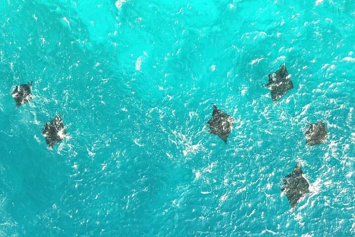 Komodo National Park One-Day Tour: Padar, Komodo & Manta Snorkel photo 6