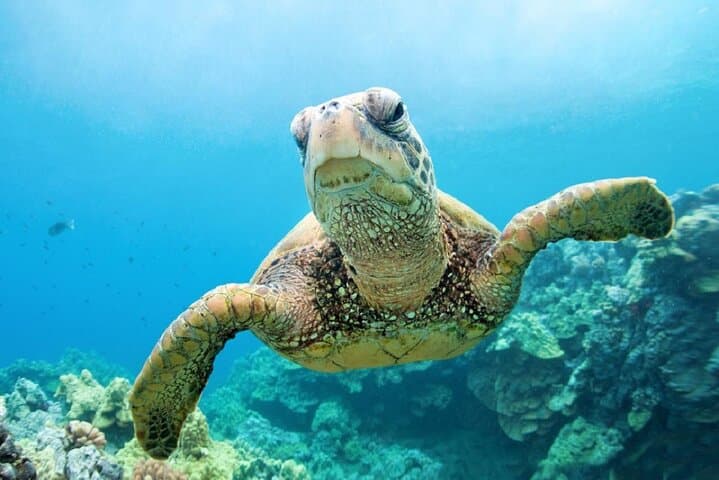 Full-Day Abu Dabbab Beach Snorkel from Hurghada — Sea Turtles & Lunch photo 5