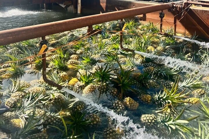 North Shore Dole Pineapple Farm Tour — Taste Oahu's Pineapple History photo 4