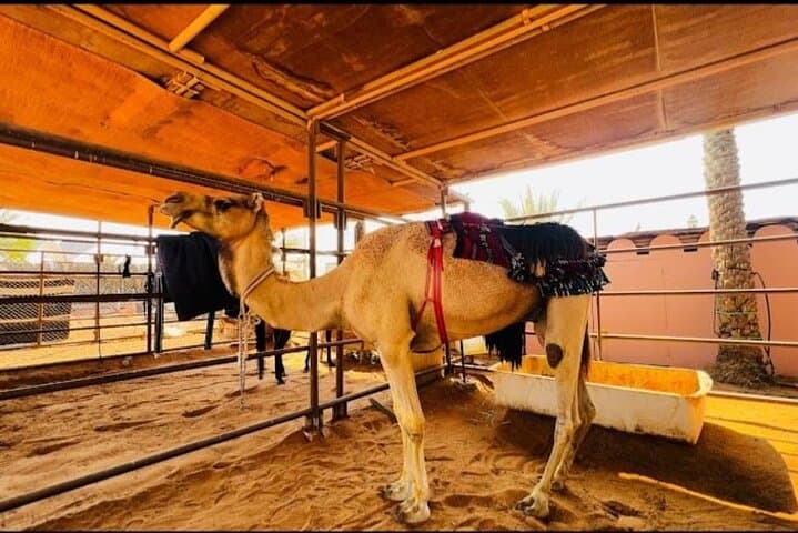 Dubai Desert Adventure: ATV Quad Biking, Camel Rides & Evening Safari photo 3