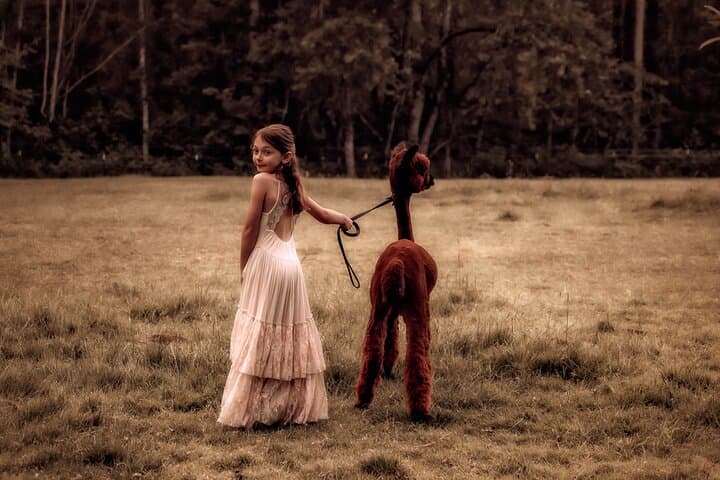 Alpaca Photoshoot & Farm Experience Near Seattle: Hands-On Animal Session photo 4