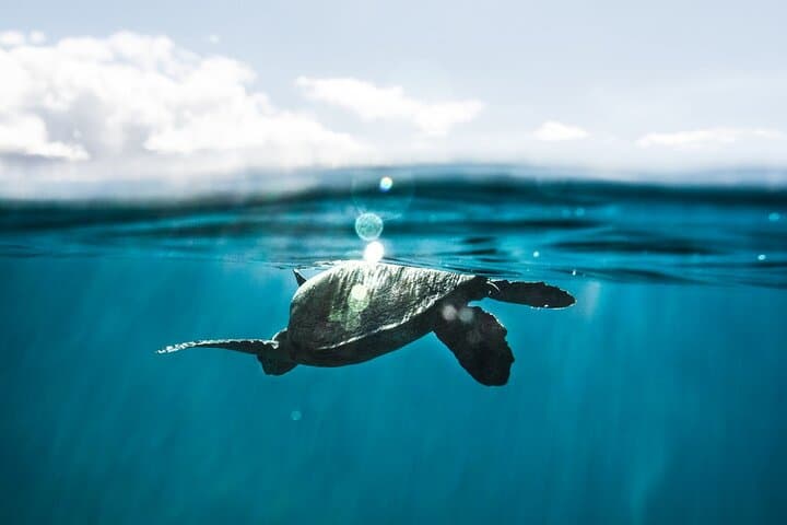 Snorkeling Kealakekua Bay: Kona’s Premier Ocean Tour Experience photo 3