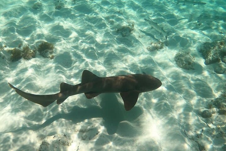 Islamorada Alligator Reef & Sandbar Half-Day Private Boat Tour photo 2