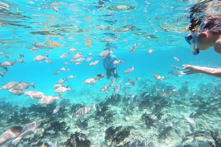 Islamorada Alligator Reef & Sandbar Half-Day Private Boat Tour