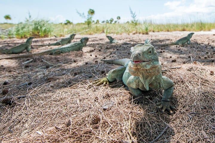 Emerald Reef Snorkel, La Famille Express Shipwreck & Iguana Island — 3‑Hour Providenciales Tour photo 5