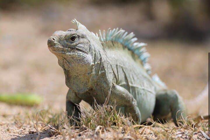 Emerald Reef Snorkel, La Famille Express Shipwreck & Iguana Island — 3‑Hour Providenciales Tour photo 6