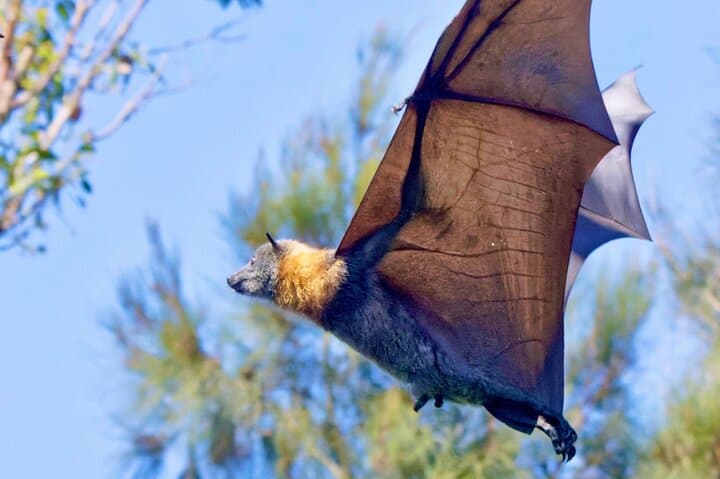 Sydney Flying-Fox Experience: See Thousands of Australia's Largest Bats Up Close photo 5