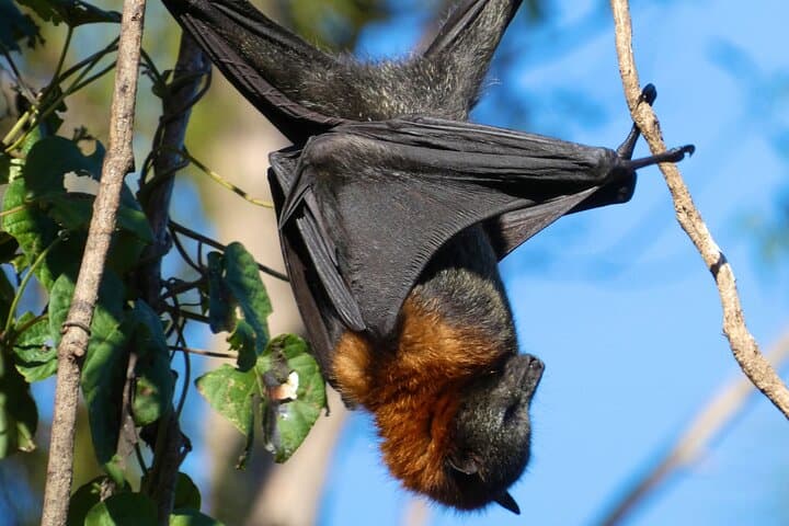 Sydney Flying-Fox Experience: See Thousands of Australia's Largest Bats Up Close photo 4