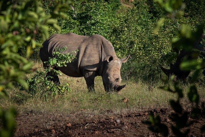 Rhino Walk Near Livingstone — Up-Close White Rhino Experience