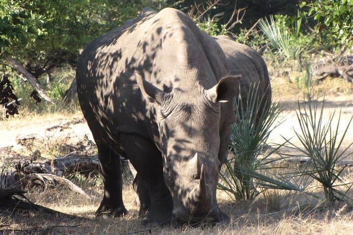 Rhino Walk Near Livingstone — Up-Close White Rhino Experience photo 2