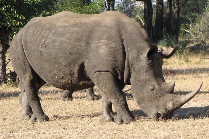 Rhino Walk Near Livingstone — Up-Close White Rhino Experience photo 3