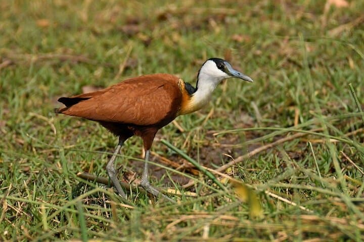 Livingstone Bird Watching Safari at Mosi-oa-Tunya (Victoria Falls) photo 2
