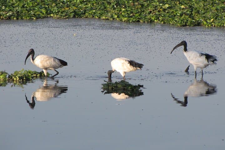 Livingstone Bird Watching Safari at Mosi-oa-Tunya (Victoria Falls) photo 3