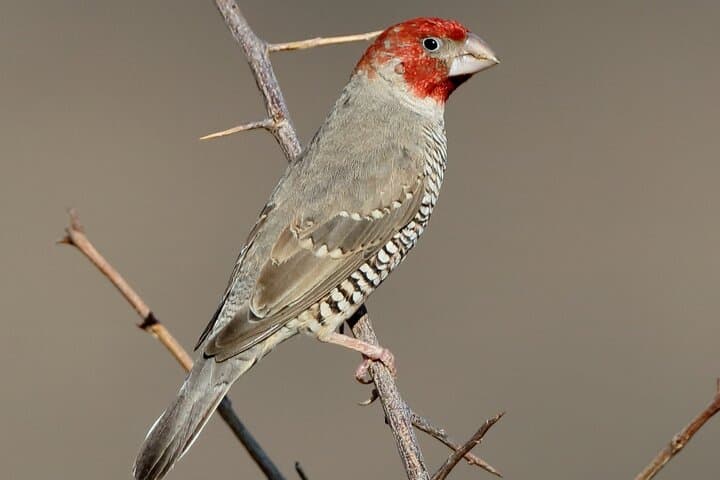 Livingstone Bird Watching Safari at Mosi-oa-Tunya (Victoria Falls) photo 5