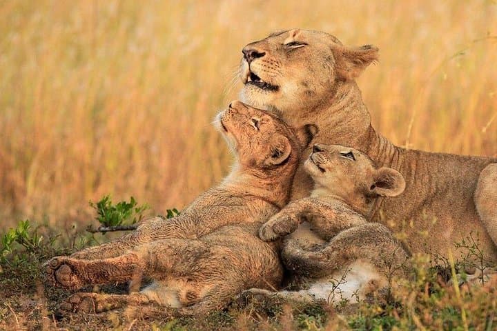 Chobe Full Day Safari: Boat Cruise and Game Drive on the Chobe River photo 4