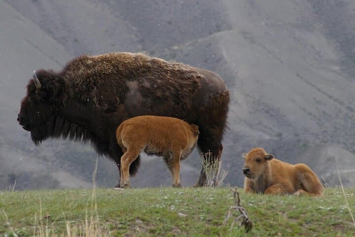Yellowstone Upper Loop Safari: Private Lamar Valley Wildlife Tour from West Yellowstone
