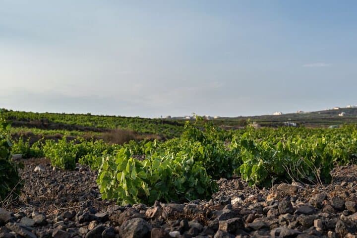 Santorini Private Wine Adventure: Tastings at Santo, Koutsoyannopoulos & Argyros
