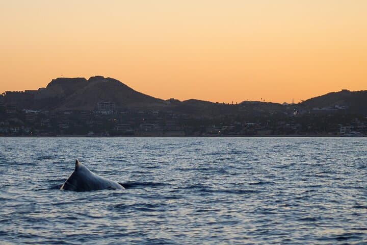 Sunset Whale Watching San Jose del Cabo – Puerto Los Cabos Humpback Cruise