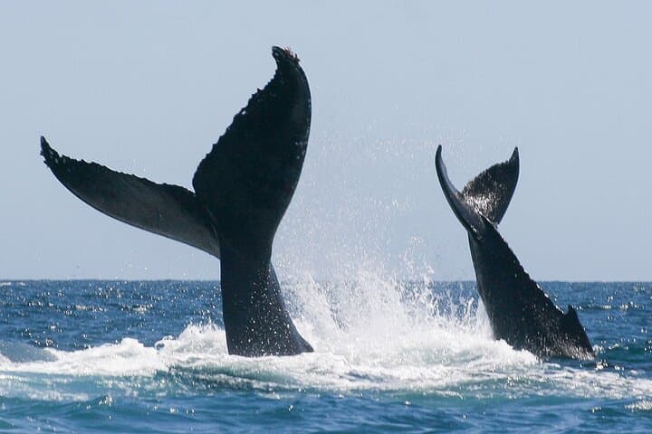 Sunset Whale Watching San Jose del Cabo – Puerto Los Cabos Humpback Cruise photo 4