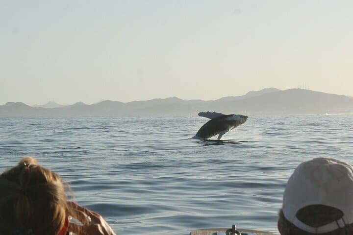 Sunset Whale Watching San Jose del Cabo – Puerto Los Cabos Humpback Cruise photo 5