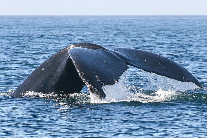 Sunset Whale Watching San Jose del Cabo – Puerto Los Cabos Humpback Cruise photo 2