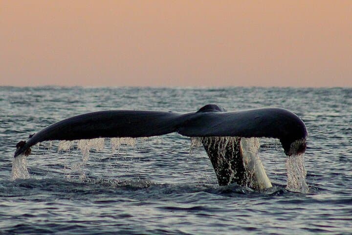 Sunset Whale Watching San Jose del Cabo – Puerto Los Cabos Humpback Cruise photo 6