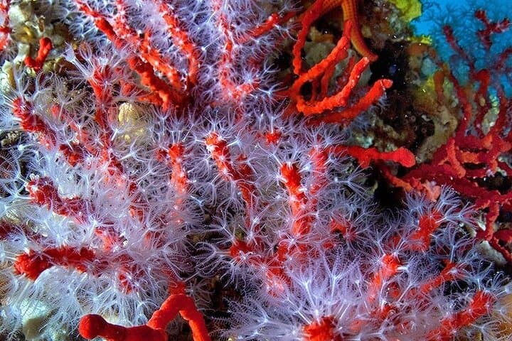 Sea Baptism Scuba Dive at Elba: First Dive to Corbella Islet photo 6