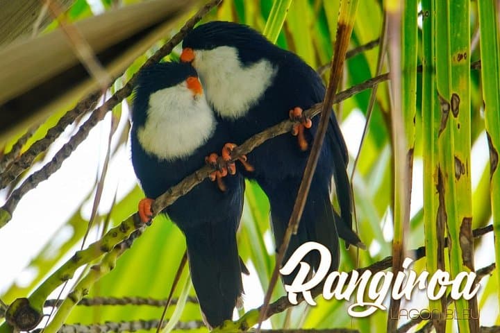 Blue Lagoon Private Island: Pink Sand Beach & Wildlife Reserve Tour, Rangiroa photo 2