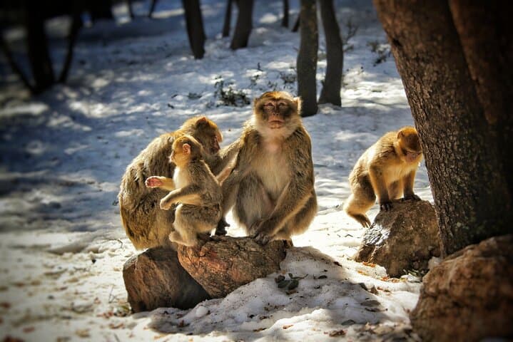 Day Trip to Morocco’s Middle Atlas: Ifrane, Cedar Forests & Azrou's Monkeys photo 6