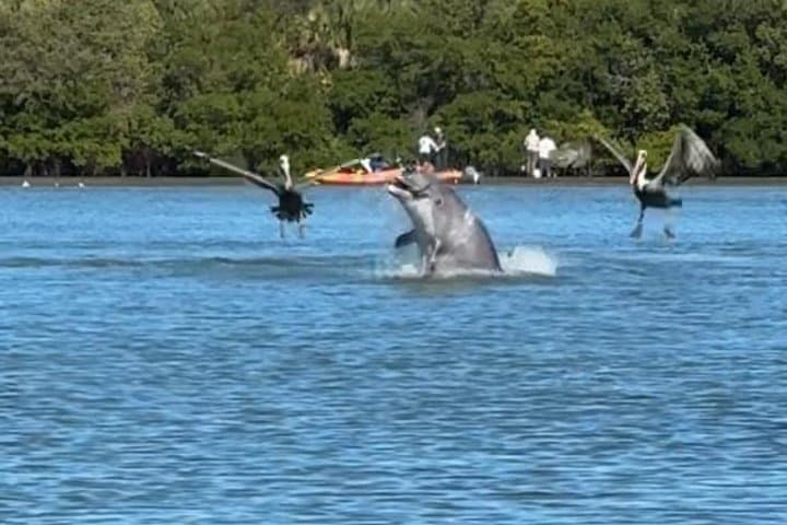 Fort Pierce Mangrove Island and Dolphin Watch Sandbar Kayak Tour