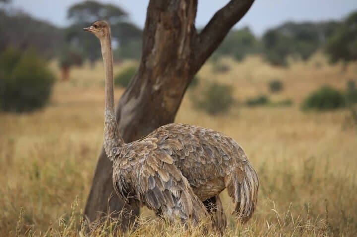 2-Day Safari: Tarangire and Ngorongoro Crater Wildlife Experience photo 3