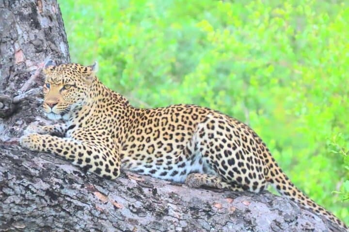 Sabi Sand Sunset Safari: Off-Road Sundowners and Night Drive