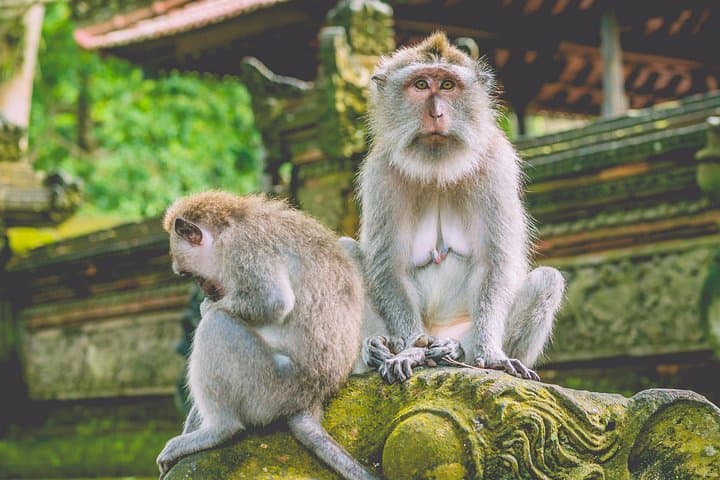 North Bali Sacred Sites: Ulun Danu, Twin Lakes & Waterfalls Day Tour photo 2