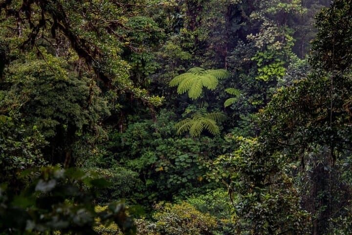 Kekoldi Hidden Waterfall Hike: Private Bribri Cultural Walk & Waterfall Swim photo 6