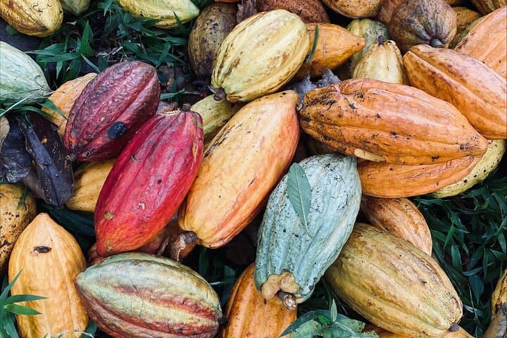 Bribri Chocolate Experience & Waterfall Swim — Talamanca Indigenous Tour photo 2