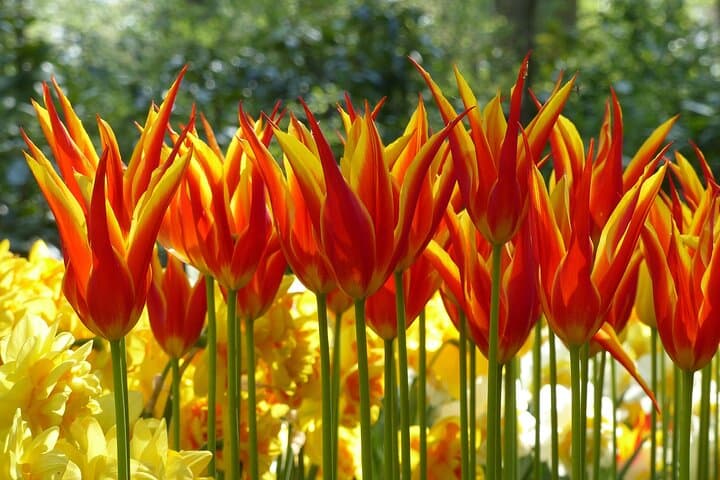 Private Keukenhof Gardens Tulip Experience — Private Tour & Tulip Farm Visit from Amsterdam photo 3