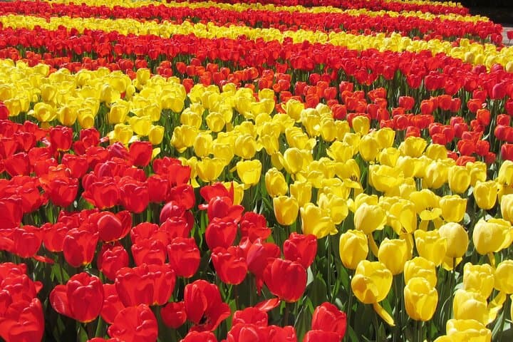 Private Keukenhof Gardens Tulip Experience — Private Tour & Tulip Farm Visit from Amsterdam photo 4