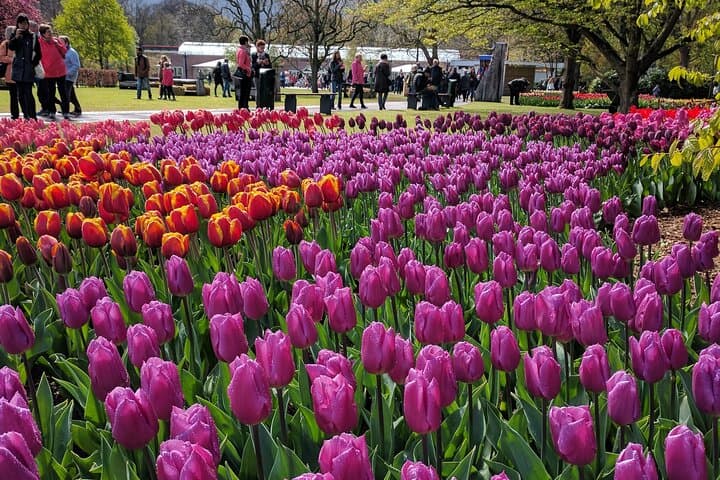 Private Keukenhof Gardens Tulip Experience — Private Tour & Tulip Farm Visit from Amsterdam photo 5