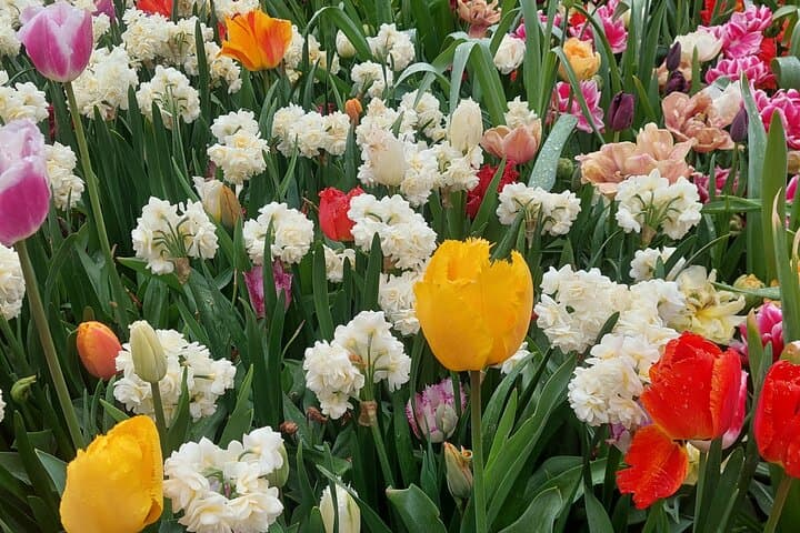 Private Keukenhof Gardens Tulip Experience — Private Tour & Tulip Farm Visit from Amsterdam photo 6