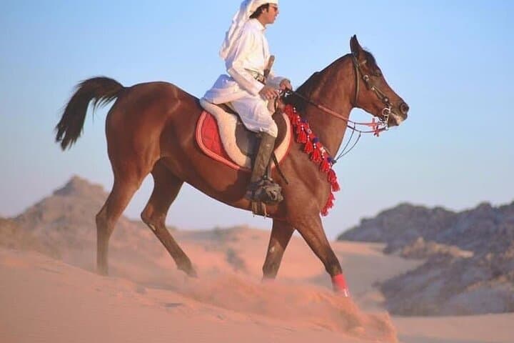 Hurghada Horse Riding: 1-Hour Red Sea Ride with Hotel Transfer