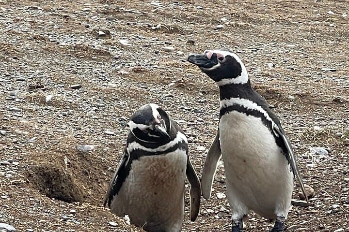 Magdalena Island Navigation: Walk Among Chile’s Magellanic Penguins photo 5