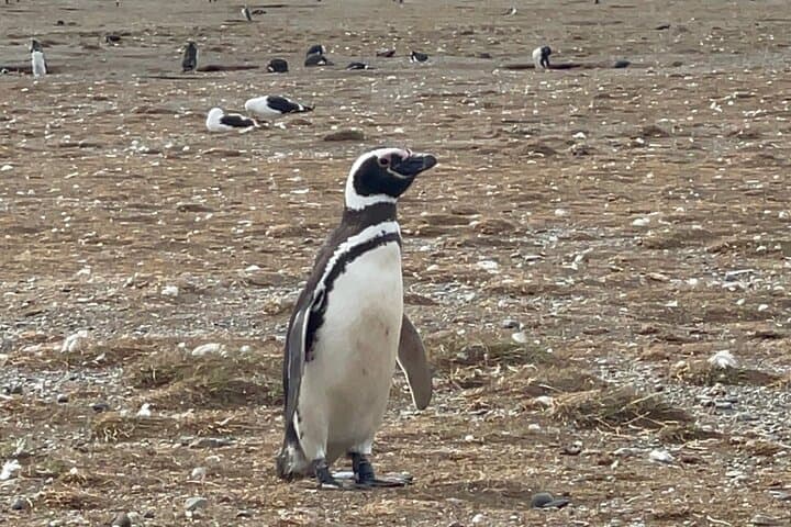 Magdalena Island Navigation: Walk Among Chile’s Magellanic Penguins photo 6
