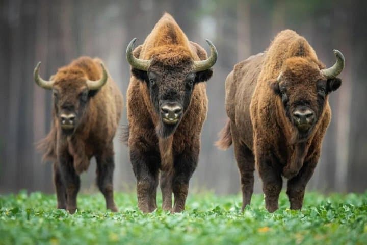 Bison Sanctuary, Târgovişte Princely Court & Snagov Monastery Day Trip from Bucharest photo 1