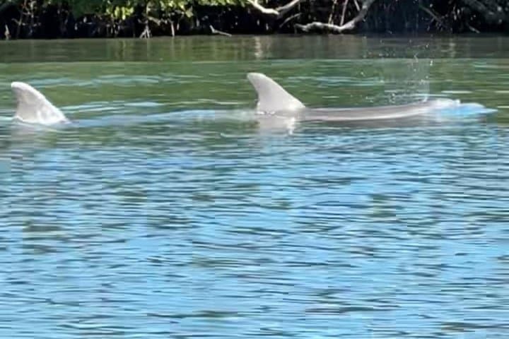 Secluded Mangrove Kayak to Dolphin Watch Sandbar — 6-Hour Wildlife Expedition photo 3